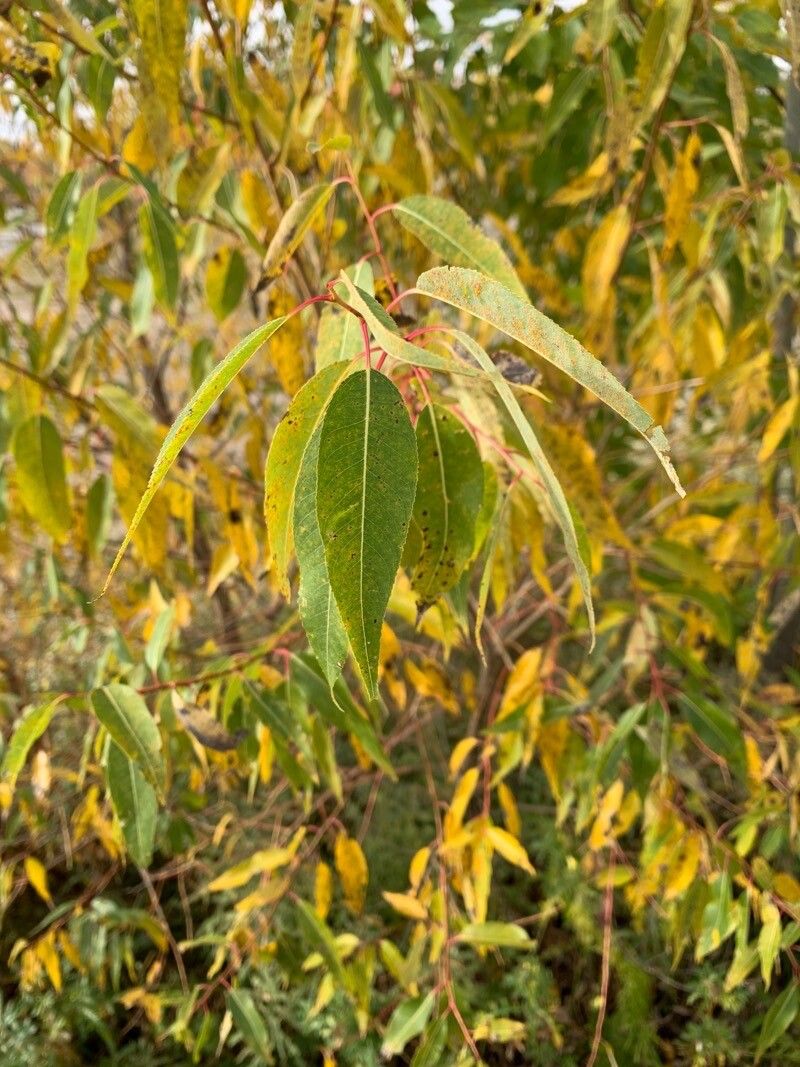 Salix amygdaloides leaf