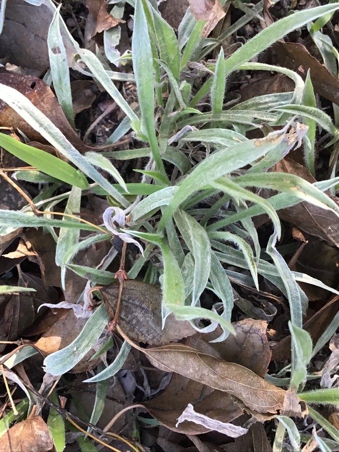 Plantago albicans leaf