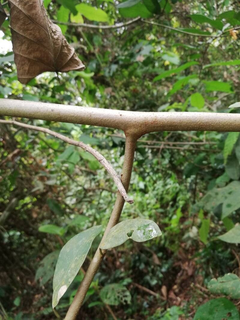 Artabotrys crassipetalus bark