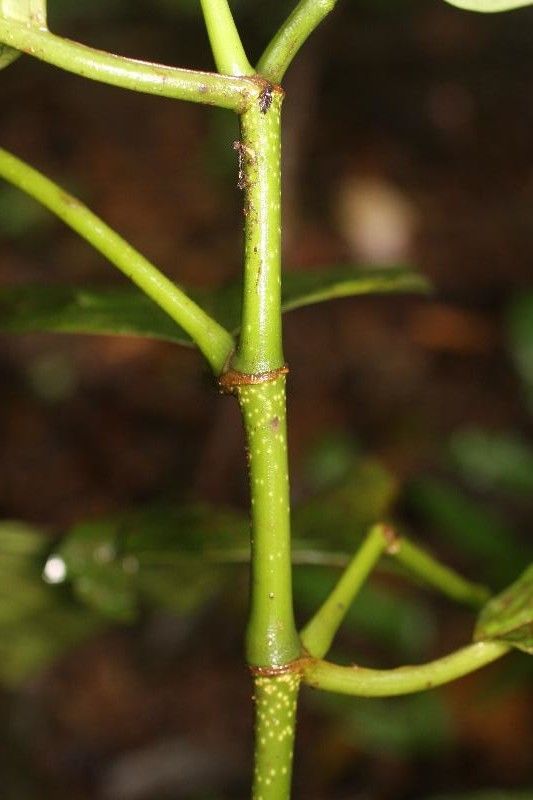 Piper augustum habit