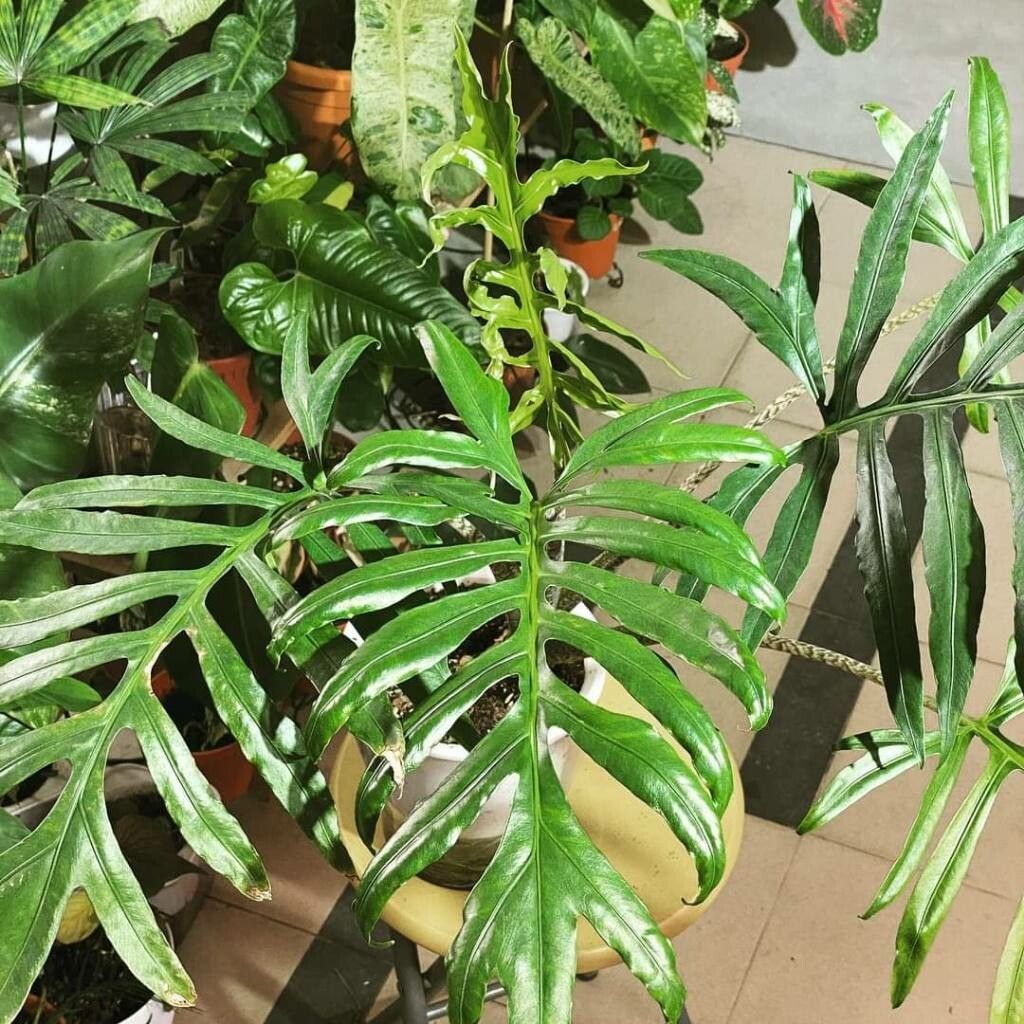 Alocasia brancifolia leaf