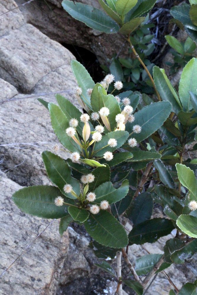 Pancheria xaragurensis — houseplant care guide