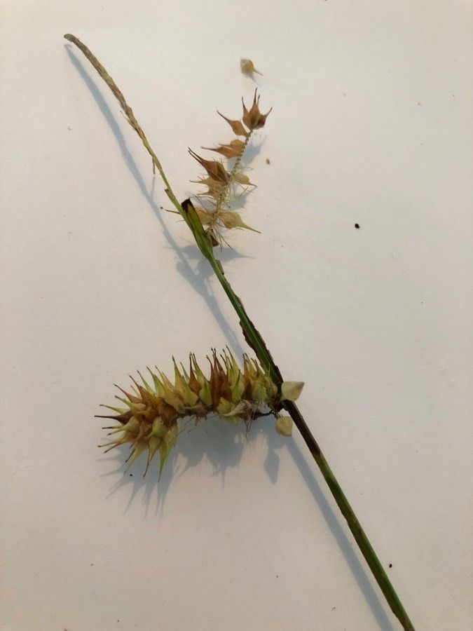 Carex cryptolepis fruit