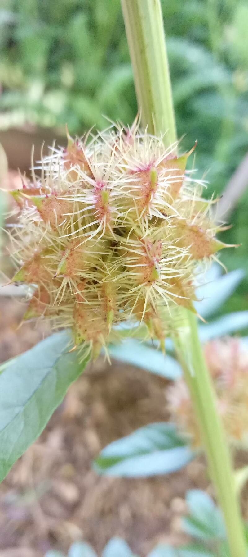 Glycyrrhiza echinata fruit