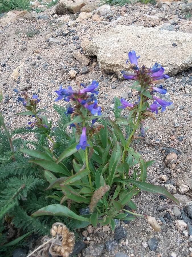 Penstemon speciosus leaf