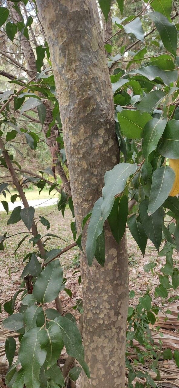 Corymbia maculata bark