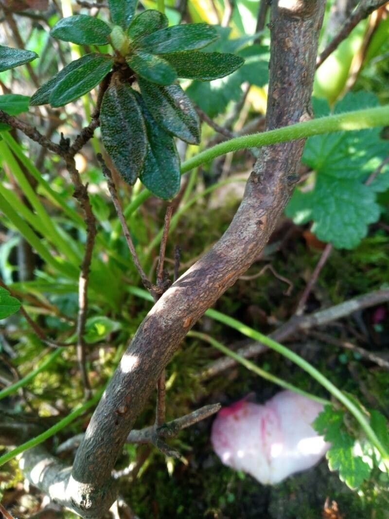 Rhododendron impeditum bark