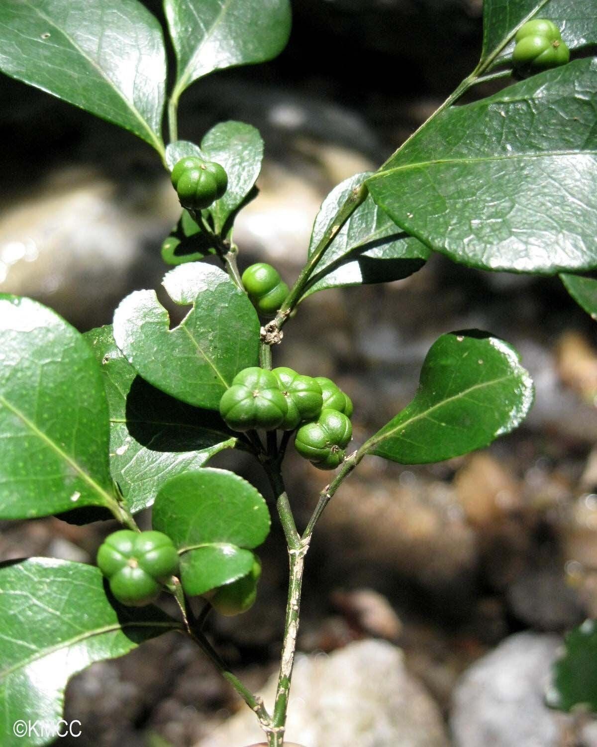 Suregada boiviniana — related species from the same genus