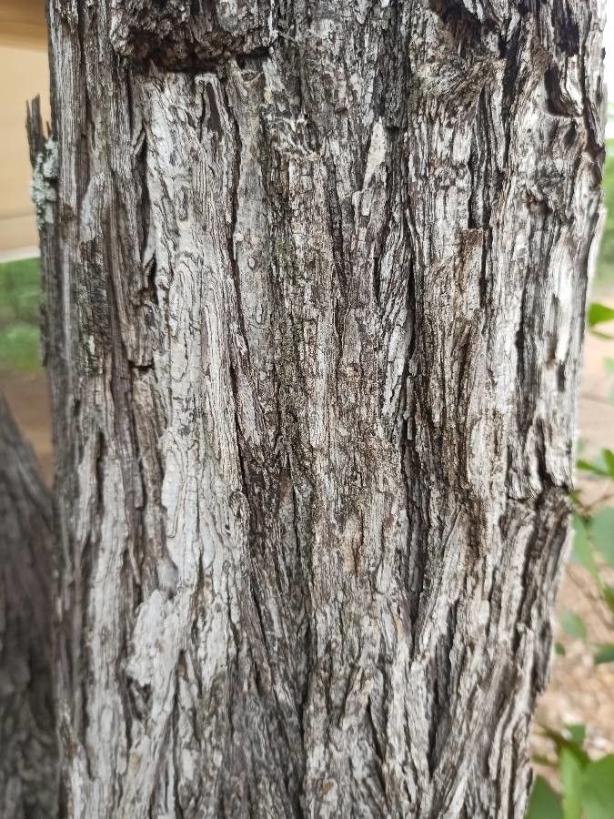 Colophospermum mopane bark