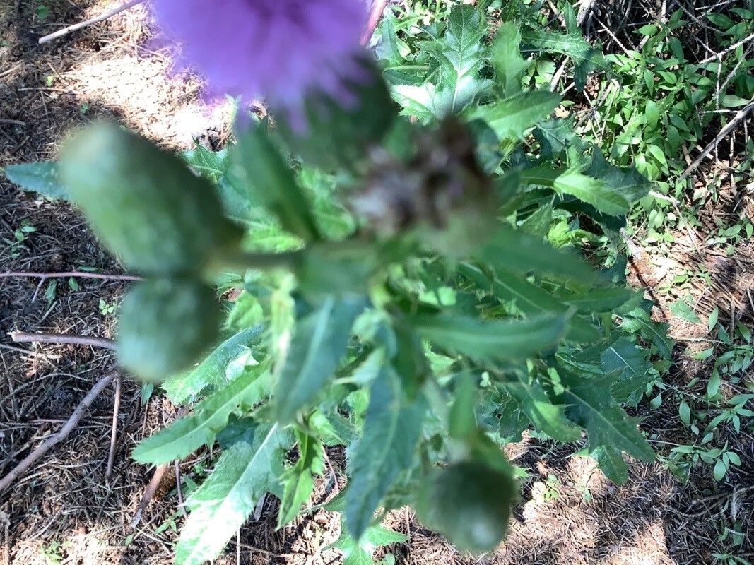Cirsium altissimum fruit