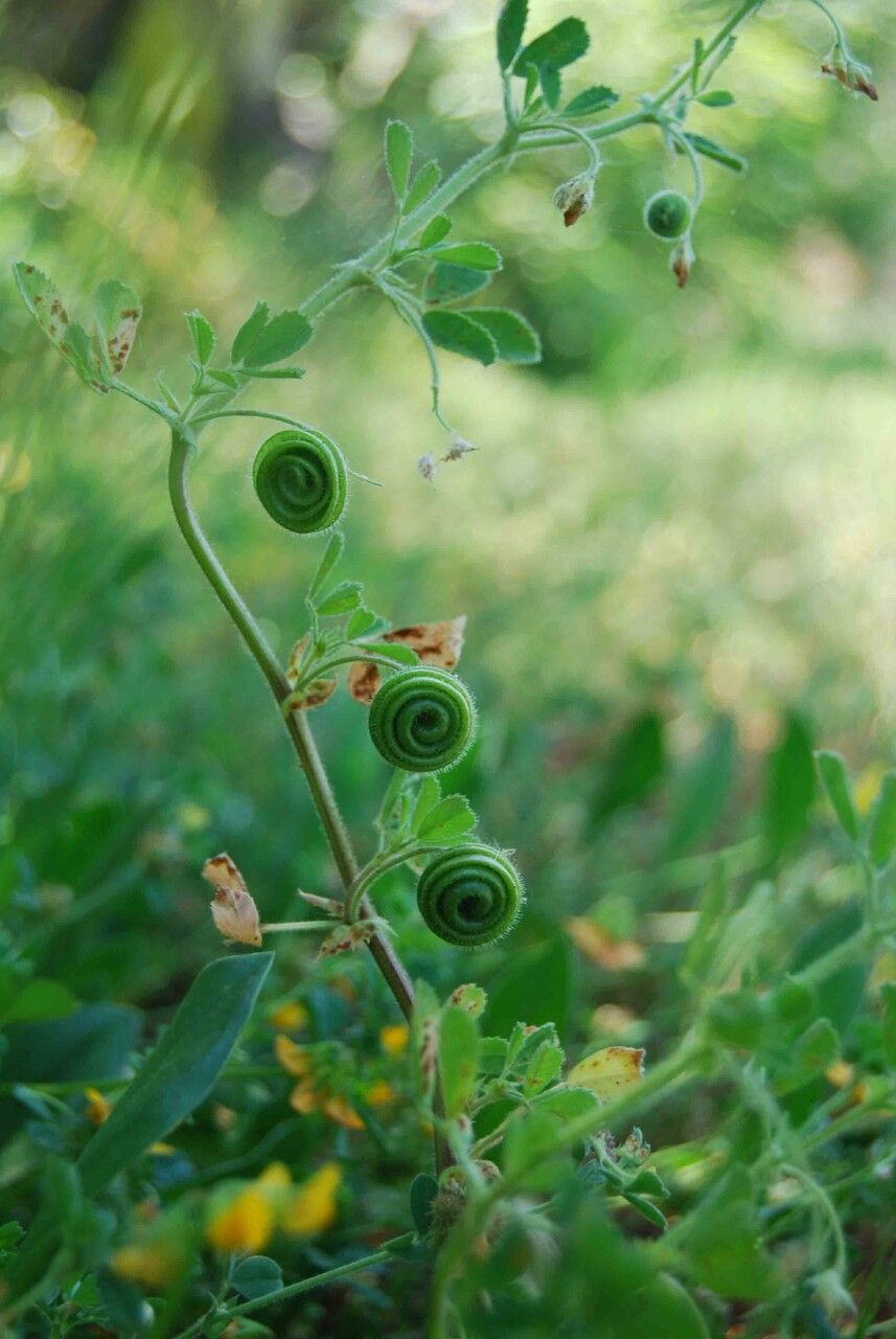 Medicago scutellata fruit