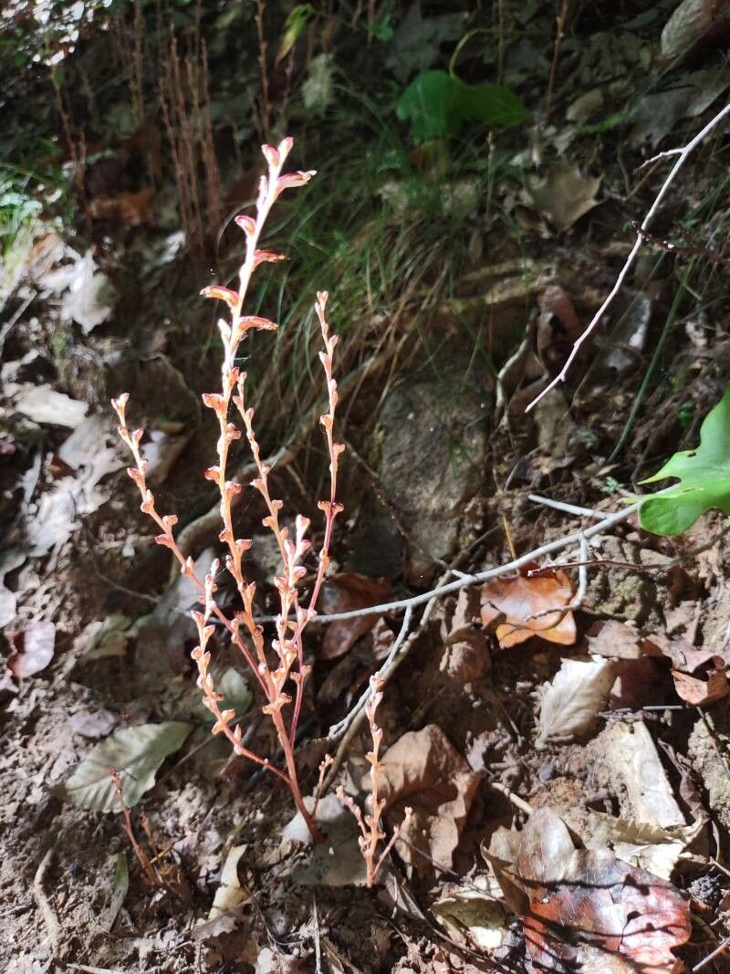 Epifagus virginiana flower