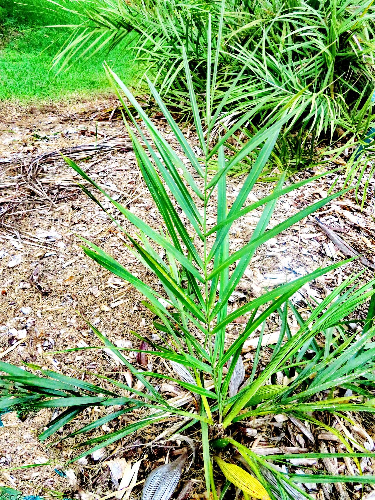 Syagrus glazioviana — houseplant care guide