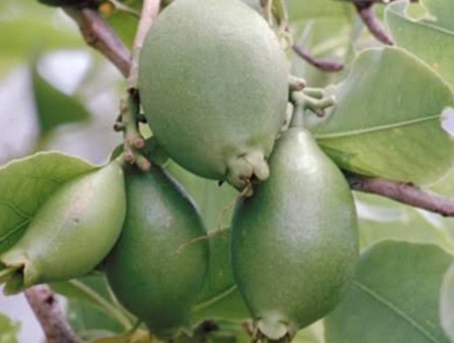 Planchonia careya — search result for 'Terminalia'