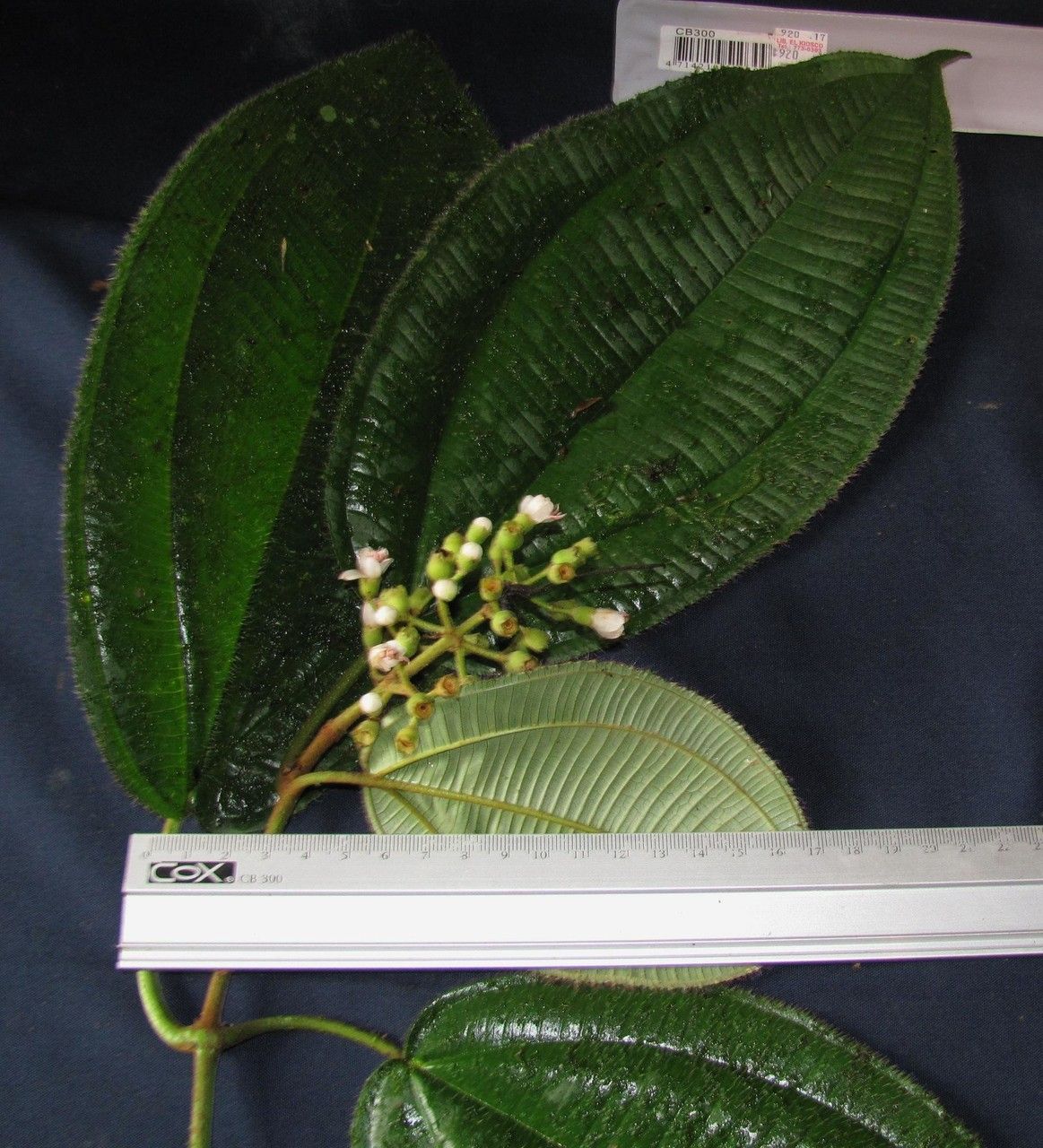 Miconia desmantha — houseplant care guide