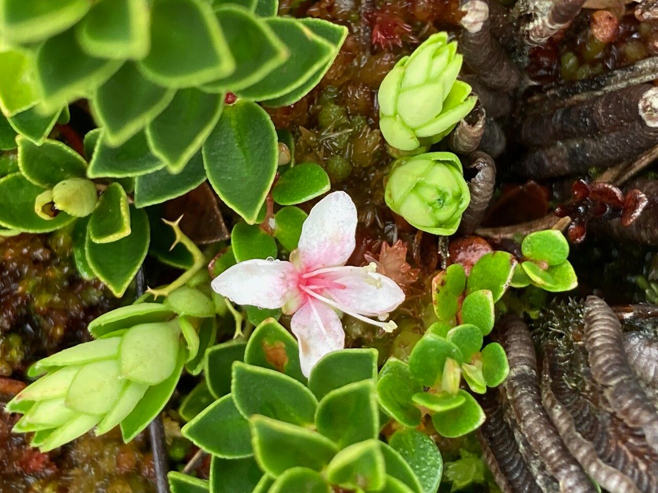 Myrteola nummularia flower