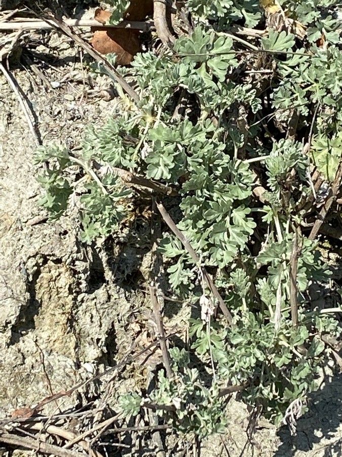 Artemisia vallesiaca — search result for 'Artemisia'