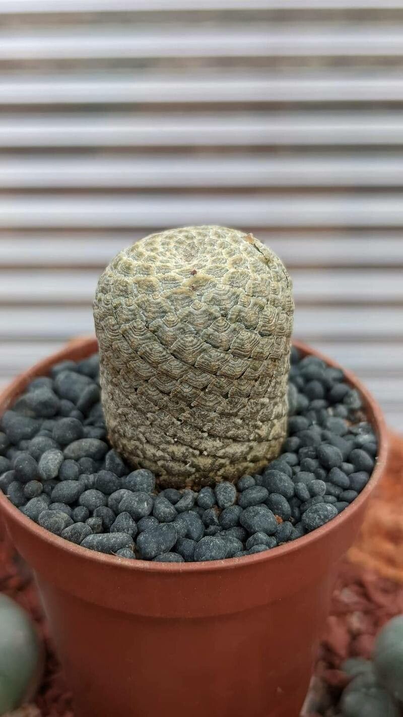 Euphorbia piscidermis — houseplant care guide