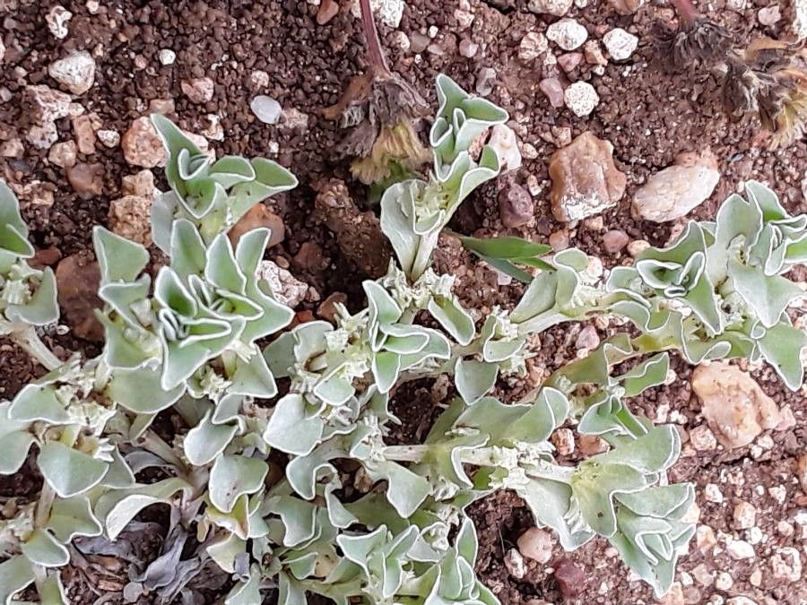 Micropus supinus fruit