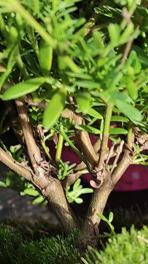 Boronia fraseri bark