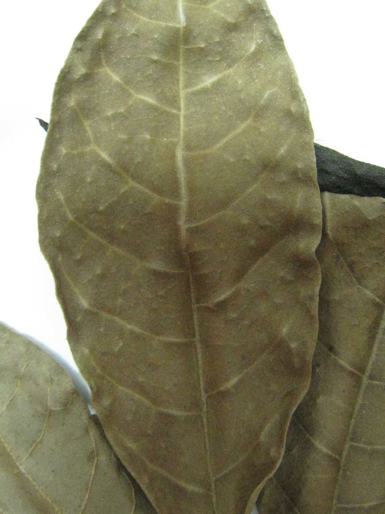 Tabebuia fluviatilis other