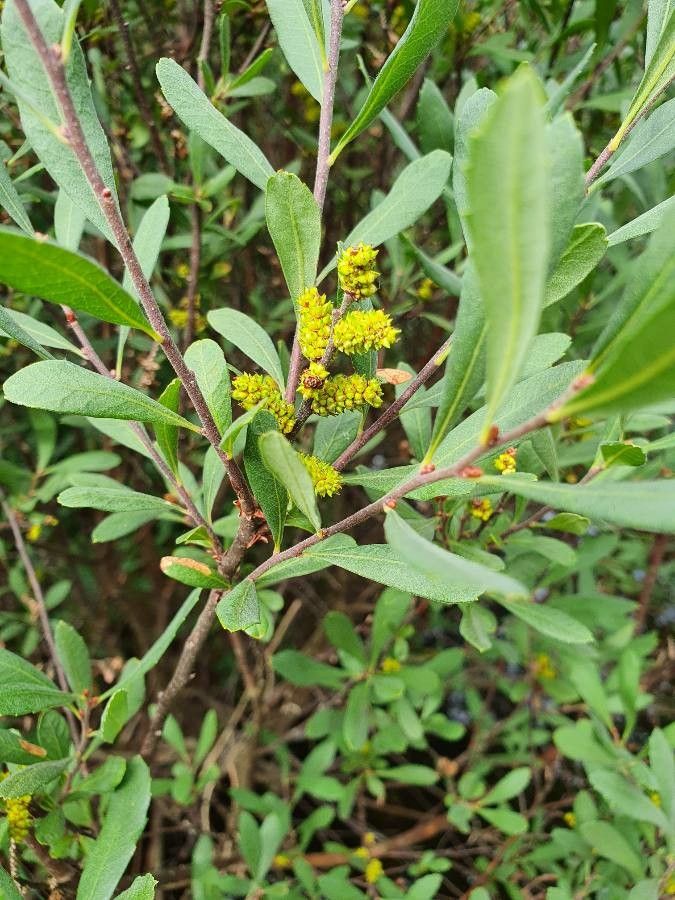 Myrica gale flower