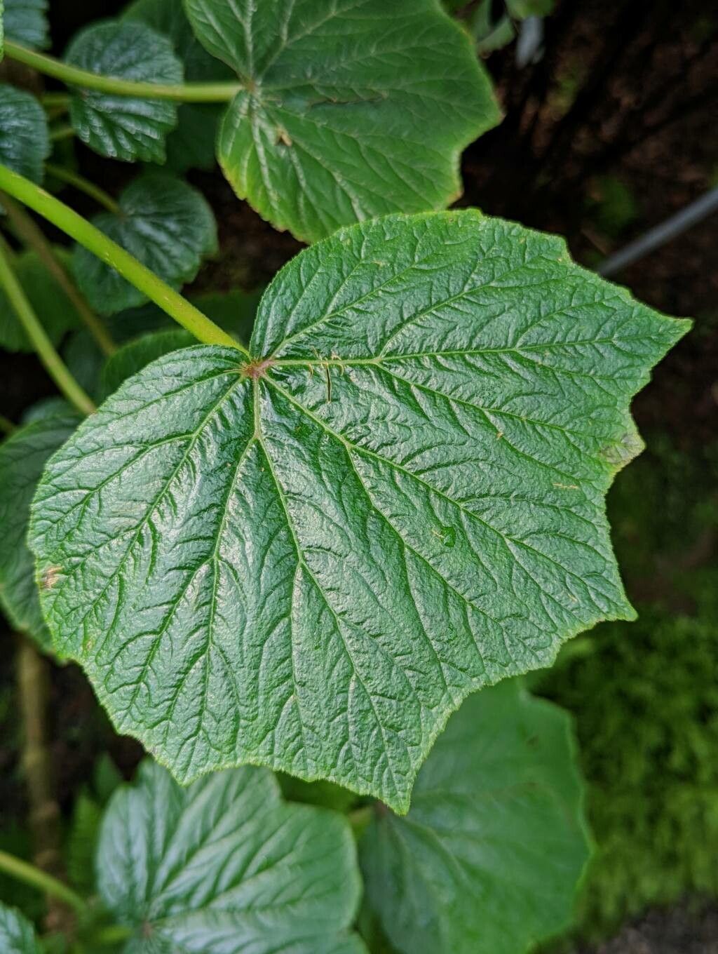 Begonia valida — houseplant care guide