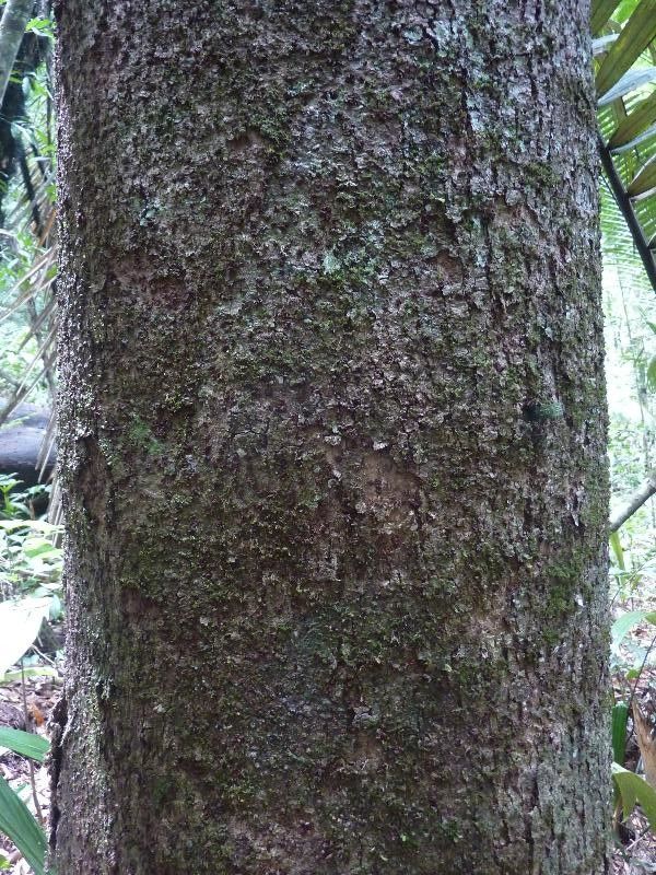 Sacoglottis cydonioides bark