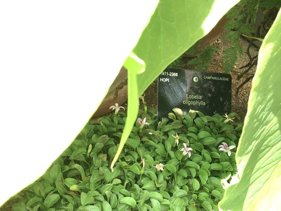 Lobelia oligophylla — search result for 'Lobelia'