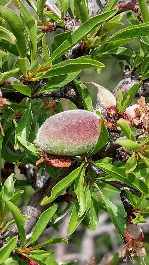 Prunus webbii fruit