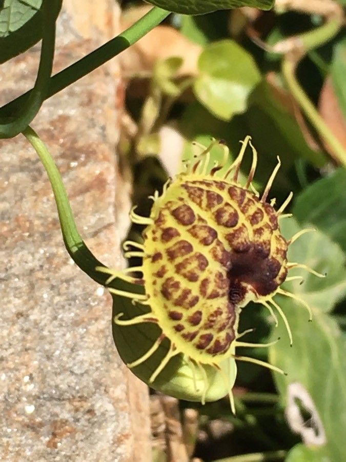 Aristolochia fimbriata flower