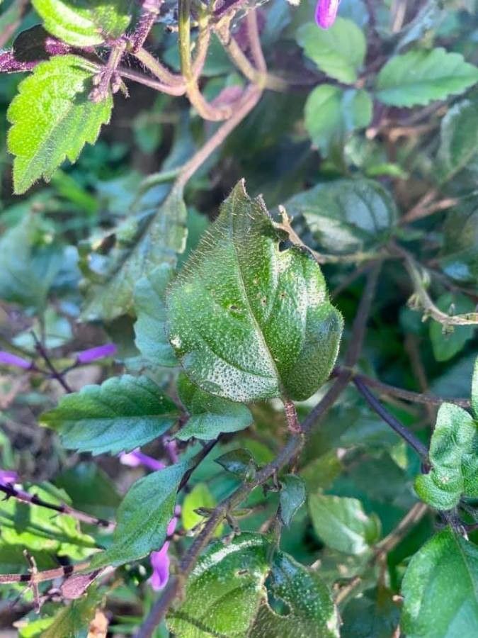 Stachys bullata — search result for 'Stachys'