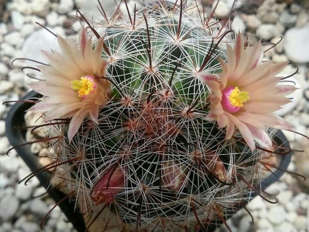 Mammillaria barbata flower