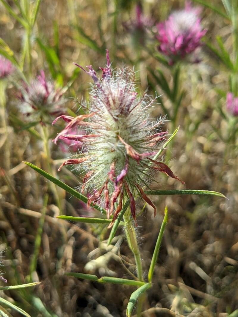 Trifolium purpureum fruit
