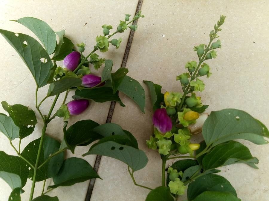 Amphilophium paniculatum flower