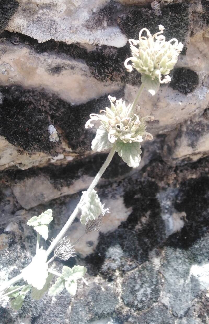 Nepeta italica — search result for 'Nepeta'