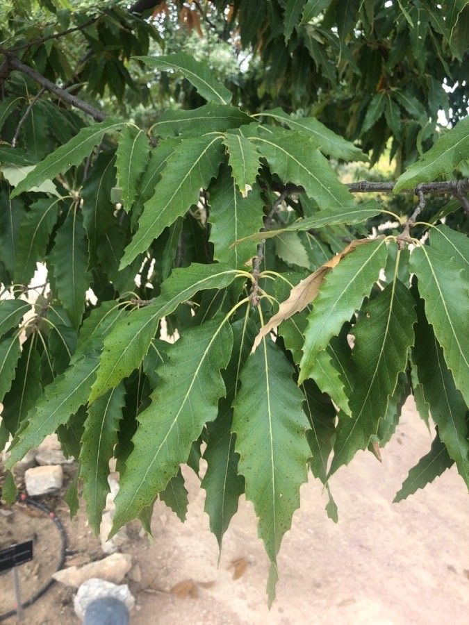Quercus castaneifolia