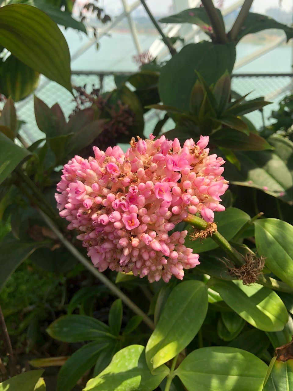 Medinilla intermedia fruit