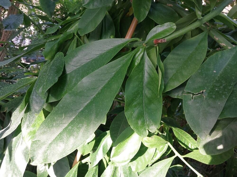 Rhodocactus sacharosa leaf