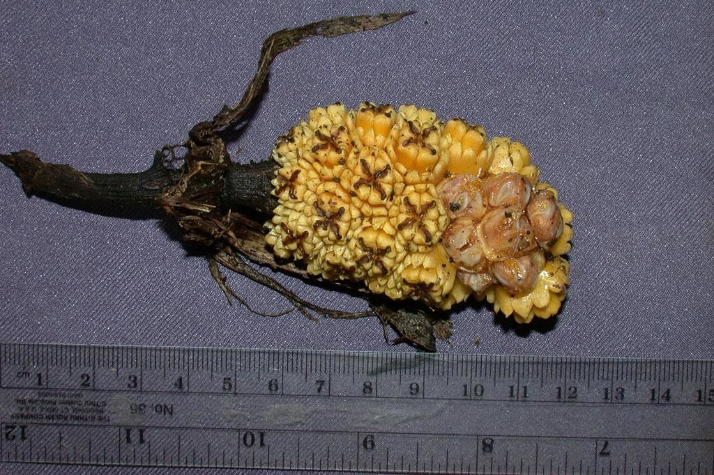 Asplundia multistaminata flower
