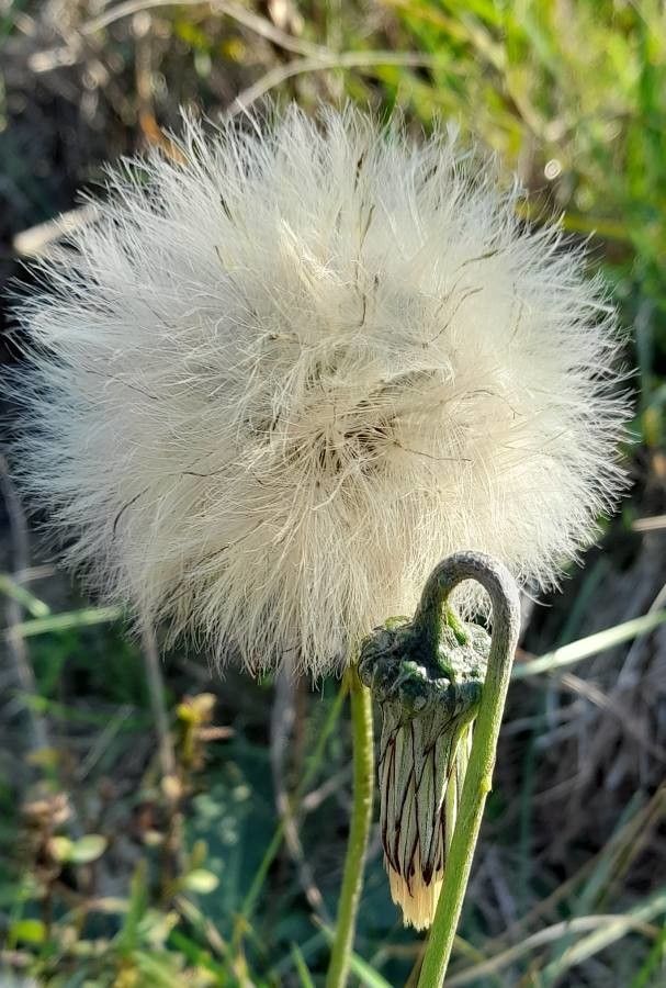 Chaptalia ignota fruit