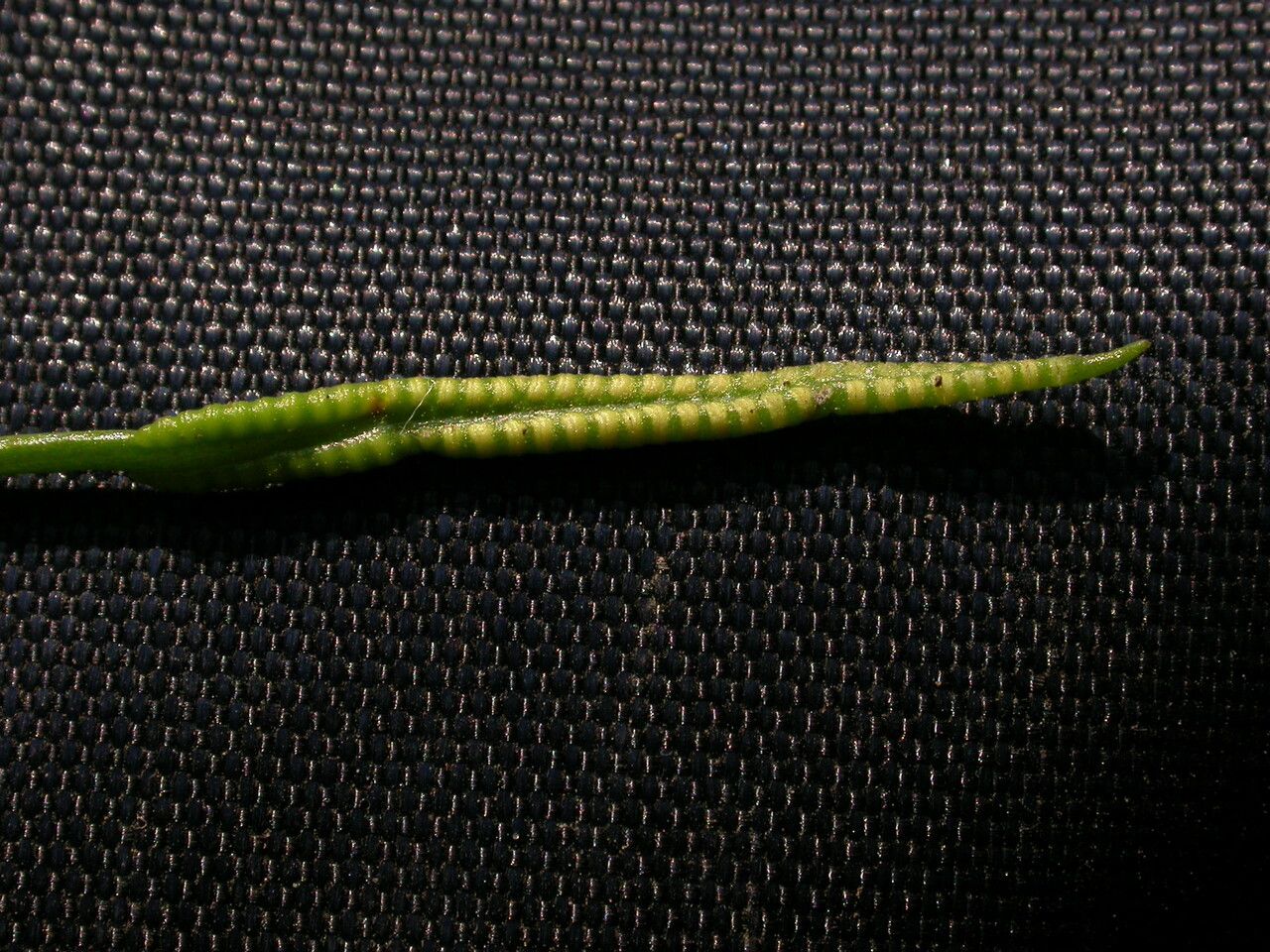 Ophioglossum reticulatum fruit
