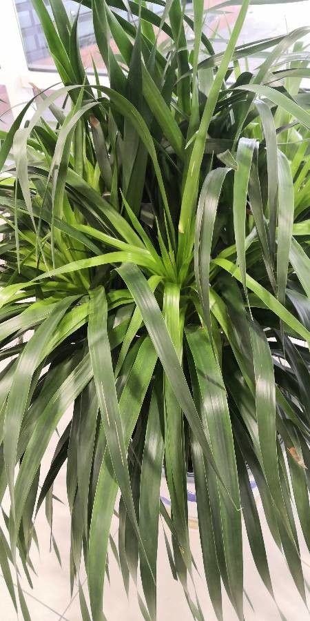 Dracaena cochinchinensis leaf