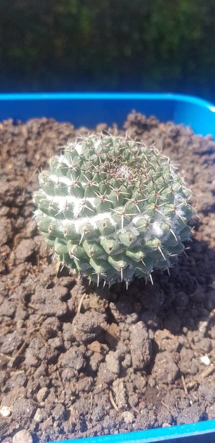 Mammillaria sempervivi — search result for 'Mammillaria'