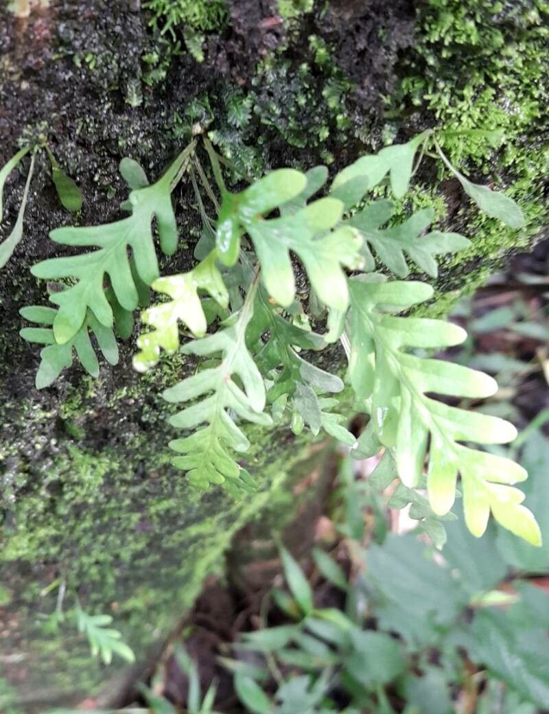 Pleopeltis pycnocarpa habit