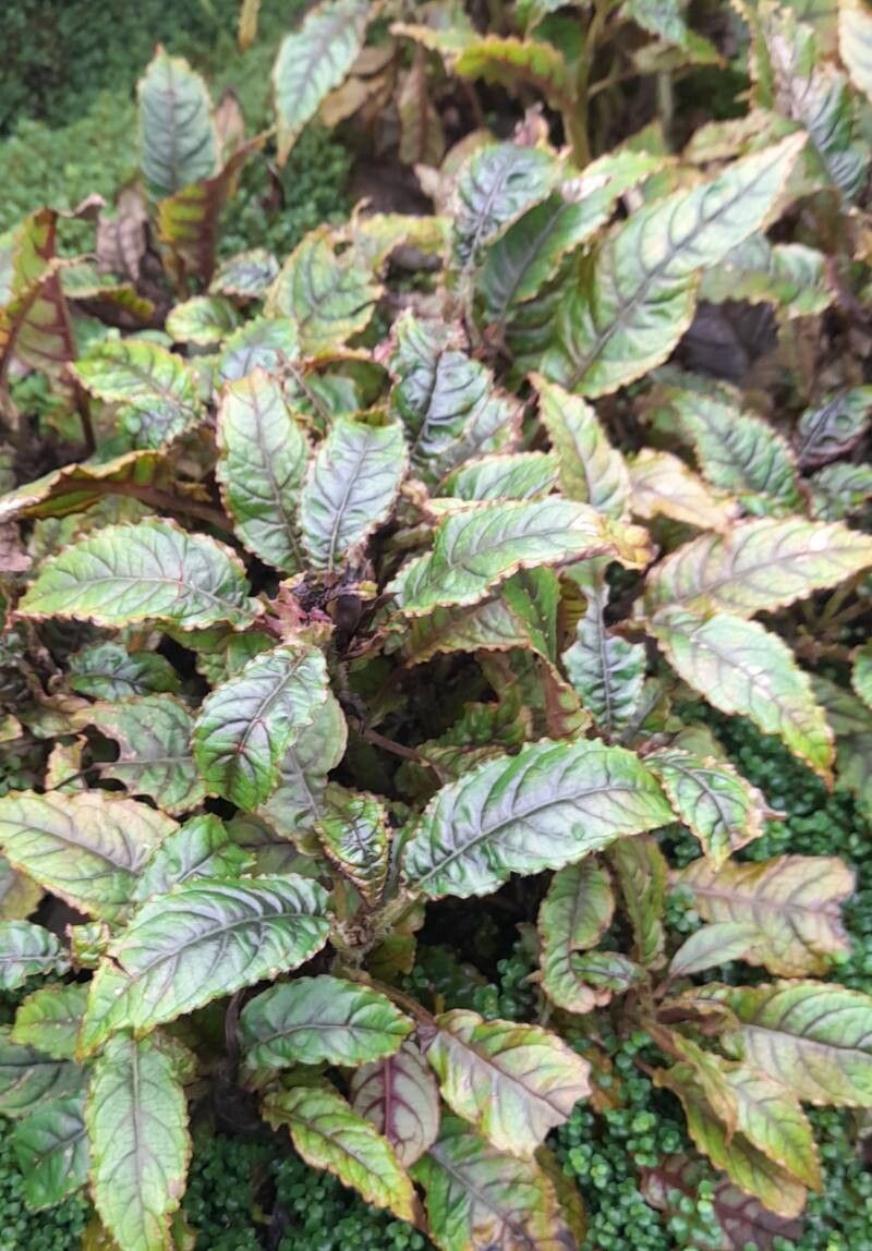 Nautilocalyx forgetii habit