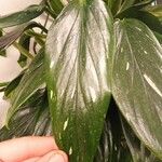 Monstera standleyana
