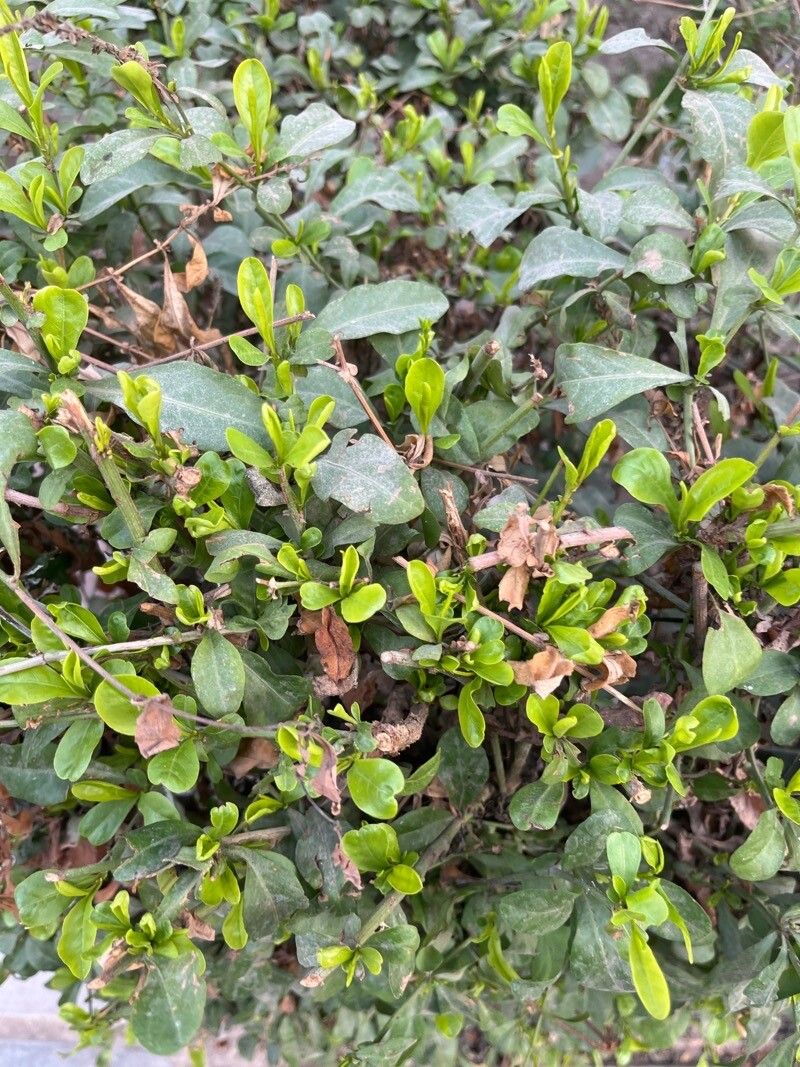Lobelia anceps — search result for 'Lobelia'