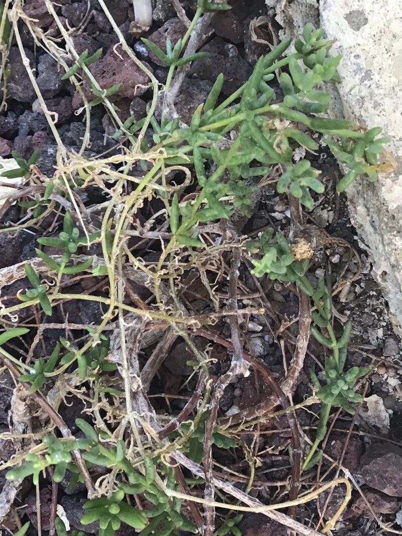 Mesembryanthemum splendens leaf