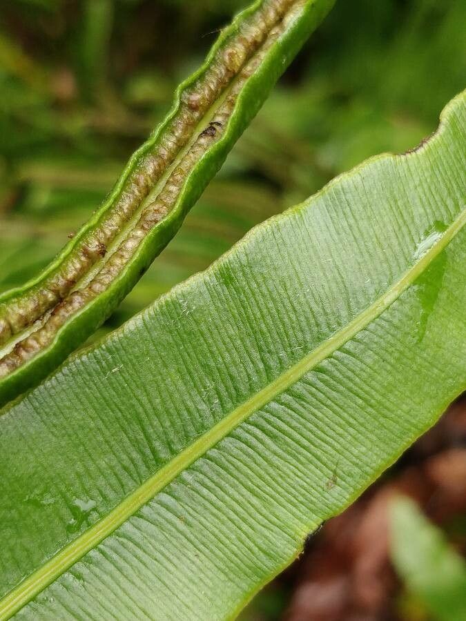 Blechnum marginatum leaf
